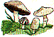 mi1072.gif